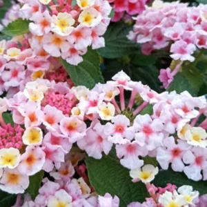Trailing Lantana Plants Live - Rose Lantana - Outdoor Flower Gardening