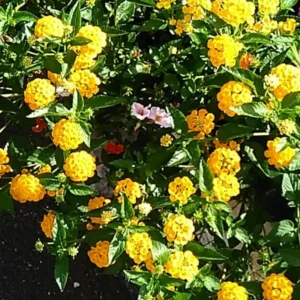 Trailing Lantana Plants Live Yellow Flowers for Planting Outdoors Garden
