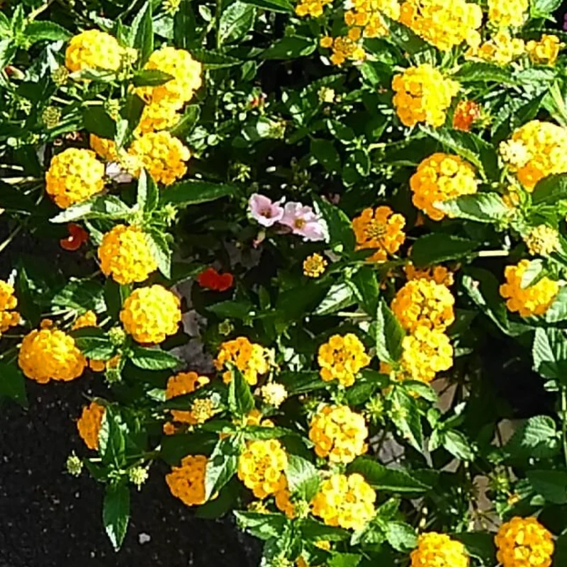 Trailing Lantana Plants Live Yellow Flowers for Planting Outdoors Garden