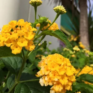 Trailing Lantana Plants Live Yellow Flowers for Planting Outdoors Garden
