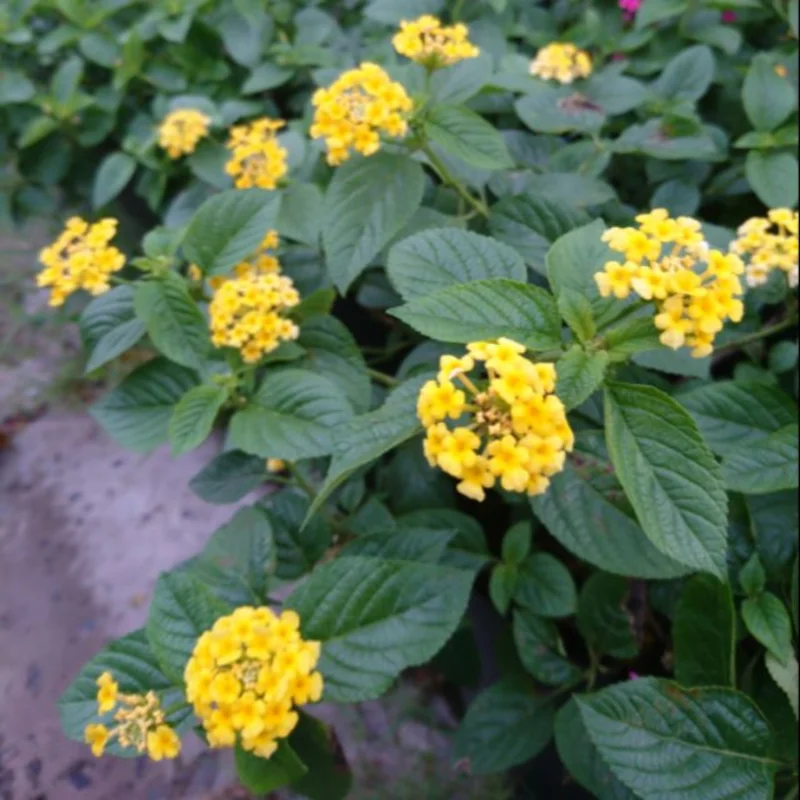Trailing Lantana Plants Live Yellow Flowers for Planting Outdoors Garden