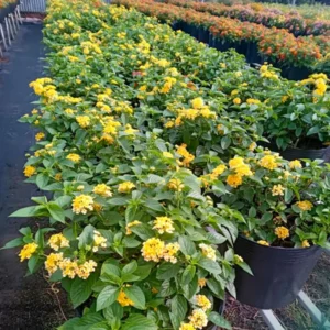 Trailing Lantana Plants Live Yellow Flowers for Planting Outdoors Garden