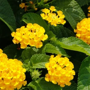Trailing Lantana Plants Live Yellow Flowers for Planting Outdoors Garden