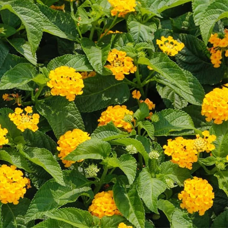 Trailing Lantana Plants Live Yellow Flowers for Planting Outdoors Garden