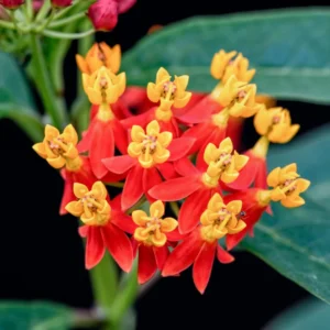 Tropical Red Milkweed Plants 4-6 Inch - Butterfly Attractant