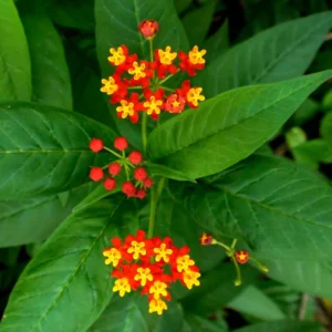 Tropical Red Milkweed Plants 4-6 Inch - Butterfly Attractant