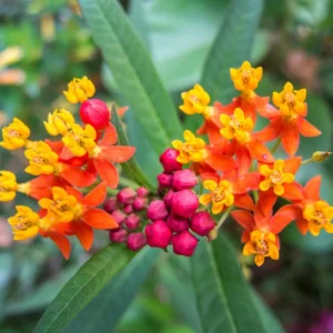 Tropical Red Milkweed Plants 4-6 Inch - Butterfly Attractant