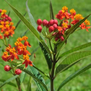 Tropical Red Milkweed Plants 4-6 Inch - Butterfly Attractant