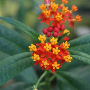 Tropical Red Milkweed Plants 4-6 Inch - Butterfly Attractant