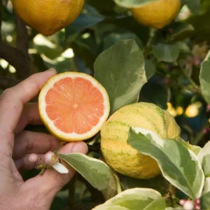 Variegated Pink Lemon Tree 3-4 FT Grafted Tree Citrus