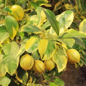 Variegated Pink Lemon Tree 3-4 FT Grafted Tree Citrus