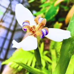 Walking Iris Plants Purple Flower Size 3-6 Inch Garden Ready