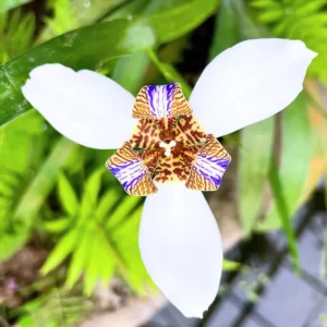 Walking Iris Plants Purple Flower Size 3-6 Inch Garden Ready