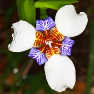 Walking Iris Plants Purple Flower Size 3-6 Inch Garden Ready