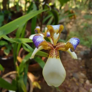 Walking Iris Plants Purple Flower Size 3-6 Inch Garden Ready