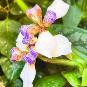 Walking Iris Plants Purple Flower Size 3-6 Inch Garden Ready