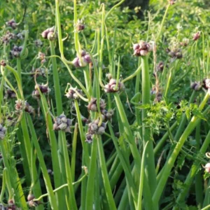 Walking Onions Bulbs - Egyptian Walking Onions - Easy to Grow