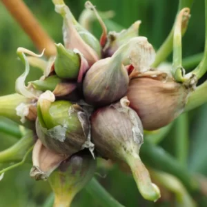 Walking Onions Bulbs - Egyptian Walking Onions - Easy to Grow