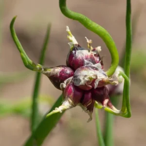 Walking Onions Bulbs - Egyptian Walking Onions - Easy to Grow