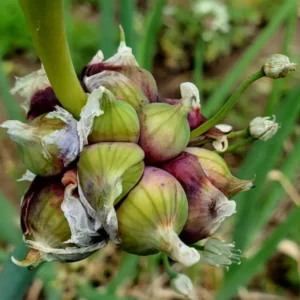 Walking Onions Bulbs - Egyptian Walking Onions - Easy to Grow