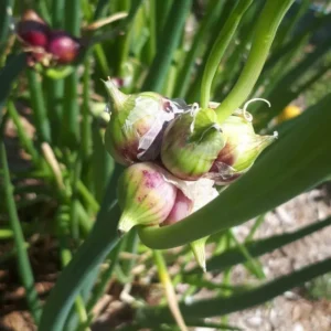 Walking Onions Bulbs - Egyptian Walking Onions - Easy to Grow