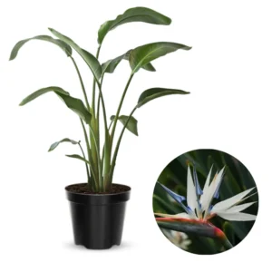 White Bird of Paradise Plant Live - Flower Bush - 9-12 Inches