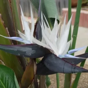 White Bird of Paradise Plant Live - Flower Bush - 9-12 Inches
