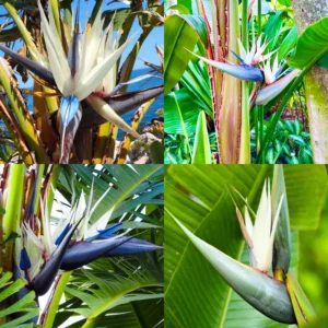 White Bird of Paradise Plant Live Starter Tropical Outdoor Garden Decor