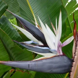 White Bird of Paradise Plant Live Starter Tropical Outdoor Garden Decor