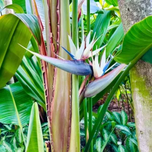 White Bird of Paradise Plant Live Starter Tropical Outdoor Garden Decor