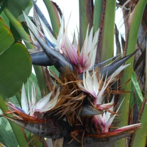 White Bird of Paradise Plant Live Starter Tropical Outdoor Garden Decor