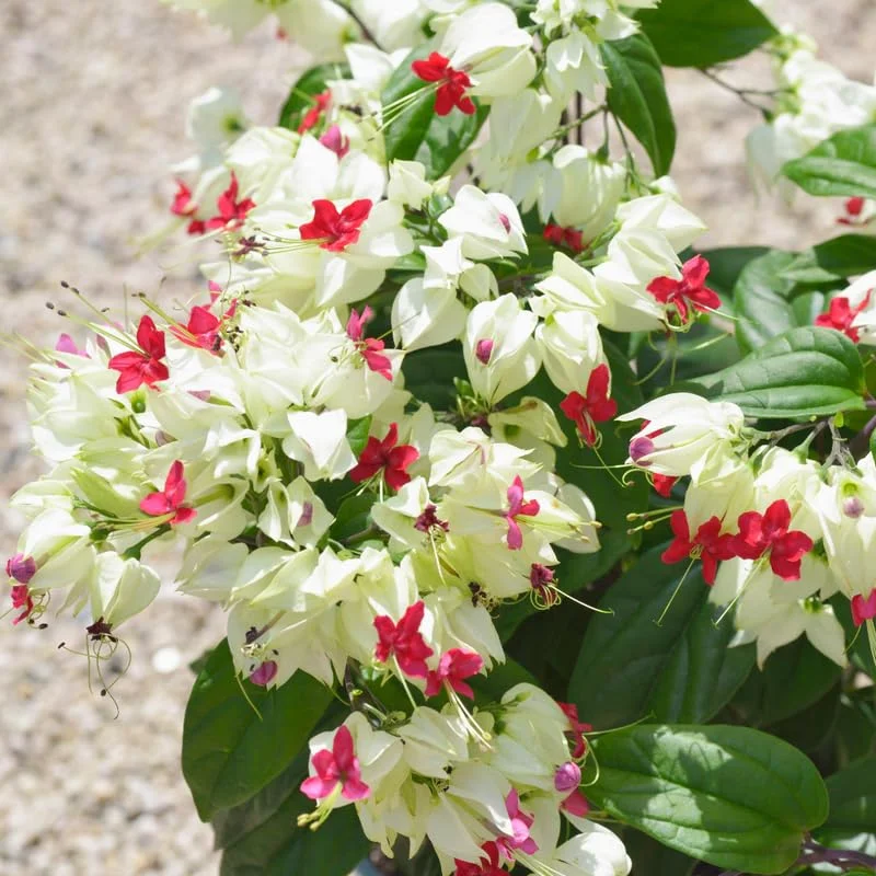 White Bleeding Heart Vine Set - Clerodendrum Thomsoniae Plant 6-8 Inch