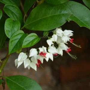 White Bleeding Heart Vine Set - Clerodendrum Thomsoniae Plant 6-8 Inch