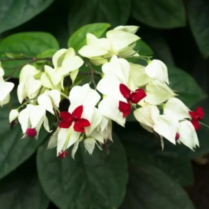 White Bleeding Heart Vine Set - Clerodendrum Thomsoniae Plant 6-8 Inch