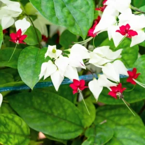White Bleeding Heart Vine Set - Clerodendrum Thomsoniae Plant 6-8 Inch