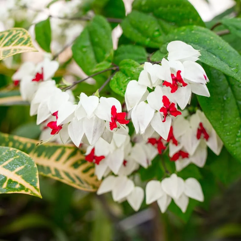 White Bleeding Heart Vine Set - Clerodendrum Thomsoniae Plant 6-8 Inch