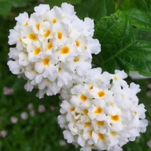White Lantana Live Plants - Trailing Variety, Outdoor/Indoor Planting, 5-7 Inches