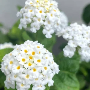 White Lantana Live Plants - Trailing Variety, Outdoor/Indoor Planting, 5-7 Inches