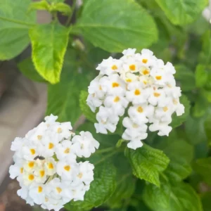 White Lantana Live Plants - Trailing Variety, Outdoor/Indoor Planting, 5-7 Inches
