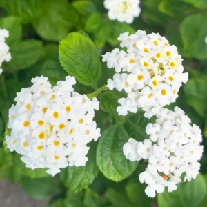 White Lantana Live Plants - Trailing Variety, Outdoor/Indoor Planting, 5-7 Inches