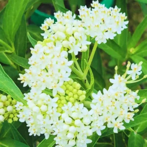 White Milkweed Plant - 2 Pack - 4-6 Inch - Garden Ready