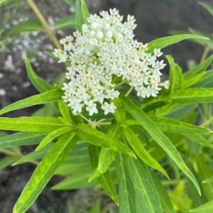 White Milkweed Plant - 2 Pack - 4-6 Inch - Garden Ready