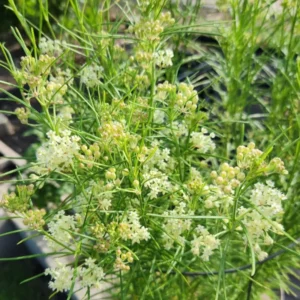 White Milkweed Plant - 2 Pack - 4-6 Inch - Garden Ready