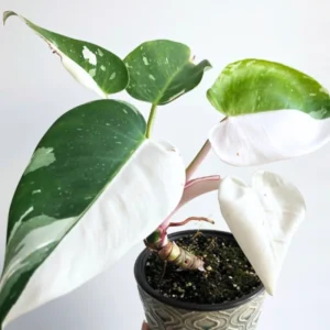 White Princess Philodendron