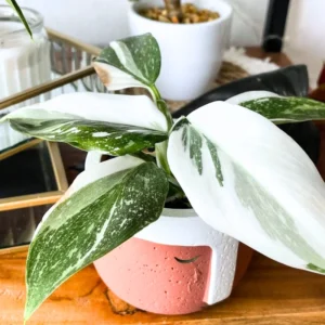 White Princess Philodendron