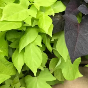 White Sweet Potato Slips - 10 Sweet Potato Cuttings for Planting