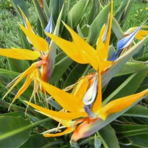 Yellow Bird of Paradise Plant Live, Flower Bush 9-12 Inches, Tropical Bloom