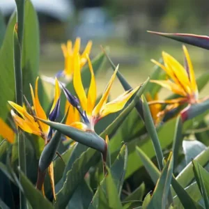 Yellow Bird of Paradise Plant Live, Flower Bush 9-12 Inches, Tropical Bloom