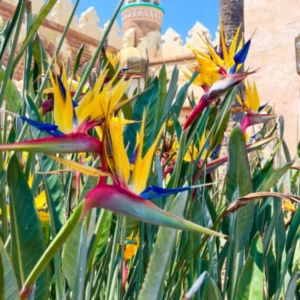Yellow Bird of Paradise Plant Live, Flower Bush 9-12 Inches, Tropical Bloom