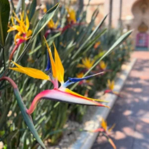 Yellow Bird of Paradise Plant Live, Flower Bush 9-12 Inches, Tropical Bloom